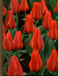 Image of The TIME-LIFE ENCYCLOPEDIA OF GARDENING Blubs